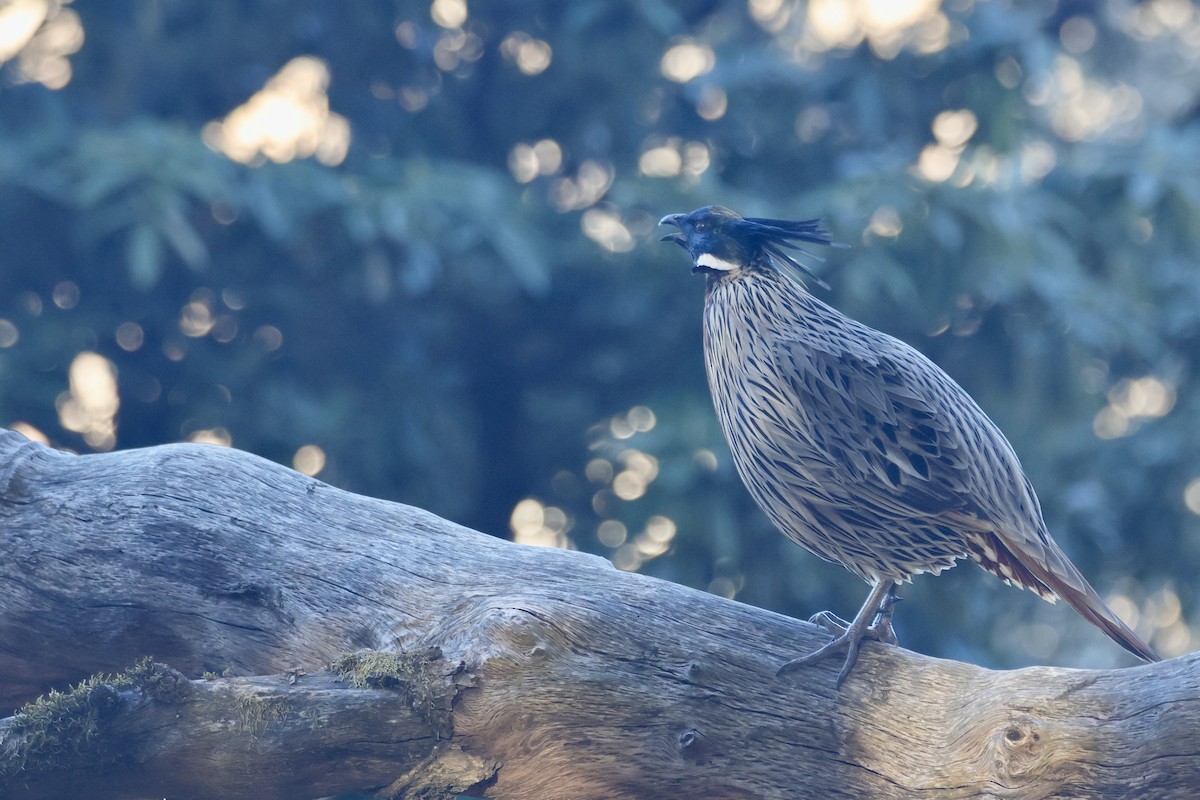 ミノキジ - ML646700836