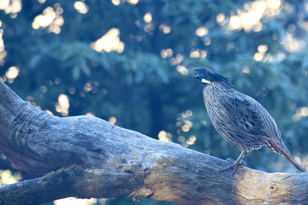 ミノキジ - ML646700837