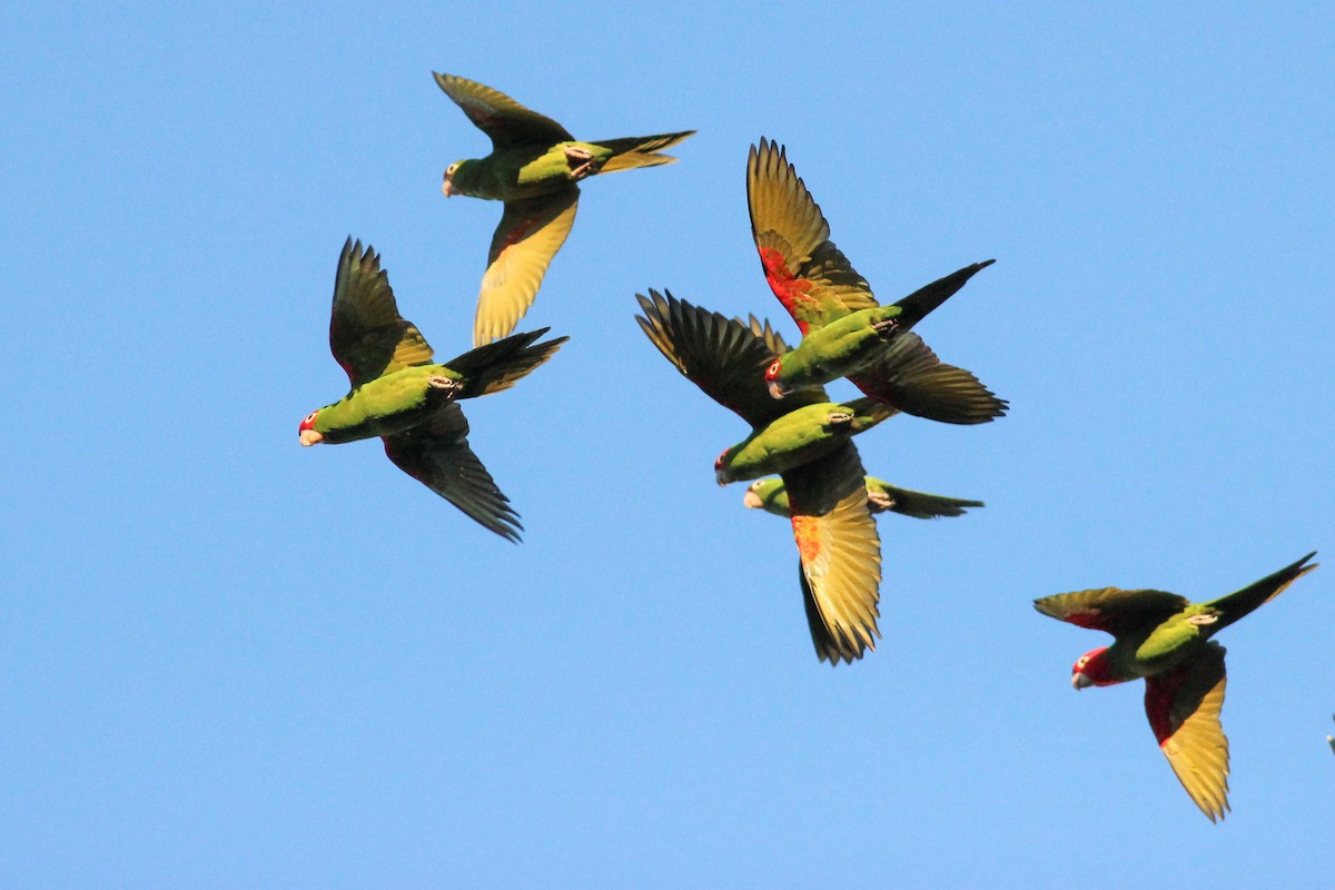 Аратинга червоноголовий - ML646700838