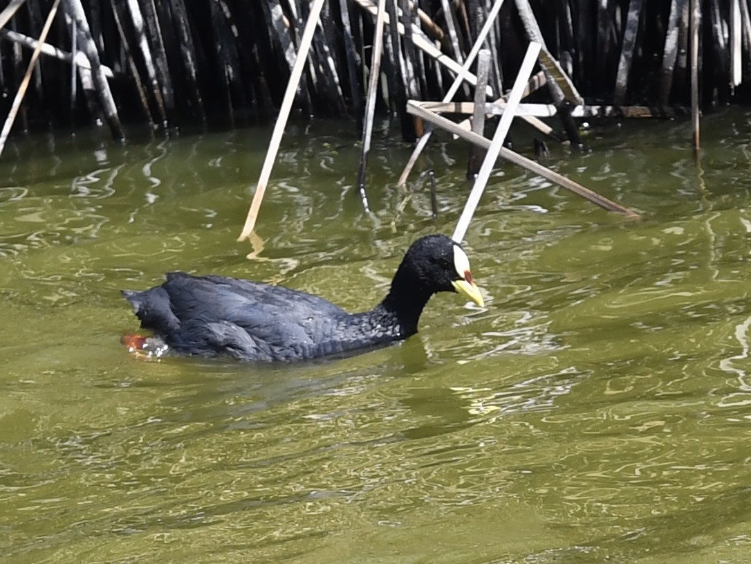 Лиска жовтодзьоба - ML646700839