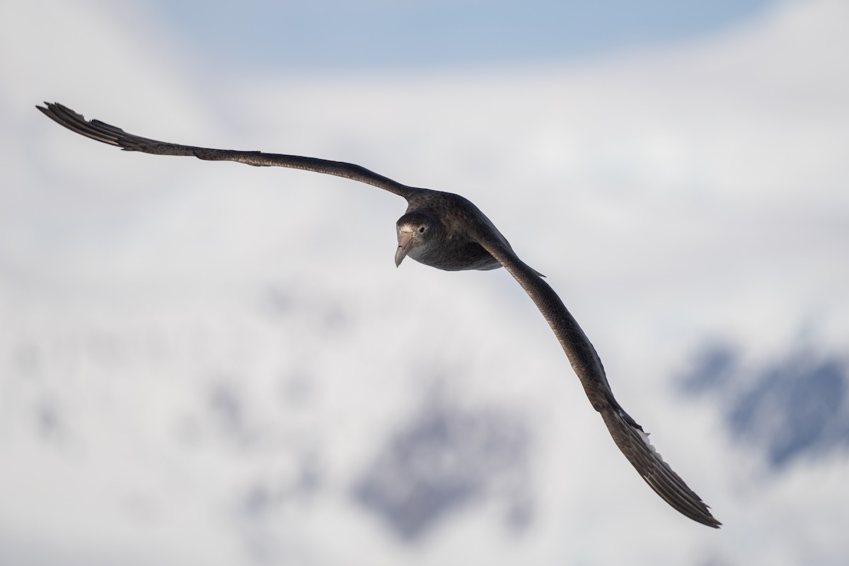 סערון-ענק דרומי - ML646700847