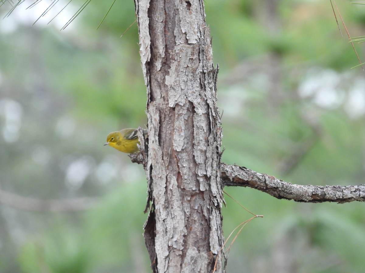 マツアメリカムシクイ - ML646700850