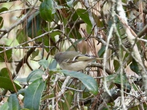 rubinfuglekonge - ML646700858