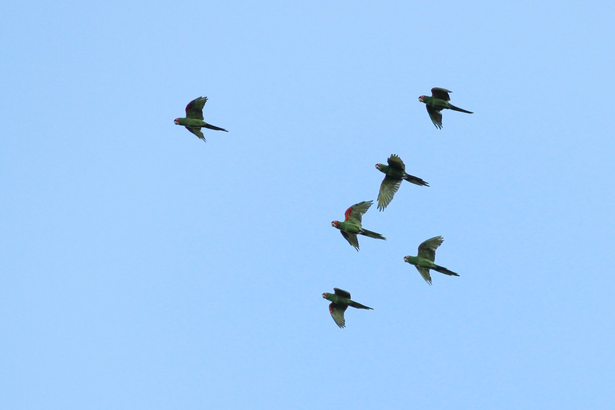 Красноголовая аратинга - ML646700862