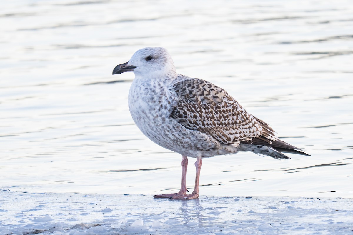 Great Black-backed Gull - ML646700863