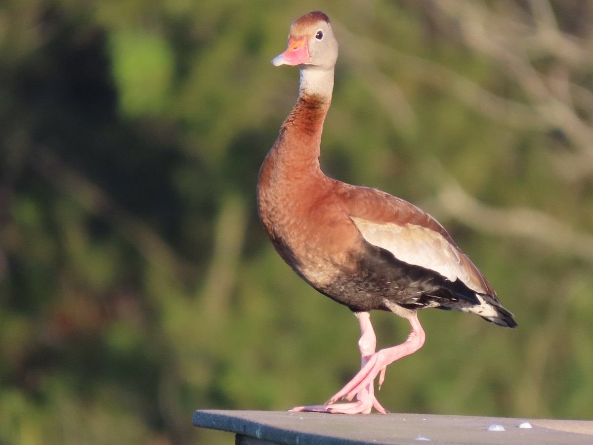 Rotschnabel-Pfeifgans - ML646700864