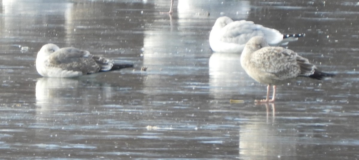 Lesser Black-backed Gull - ML646700867