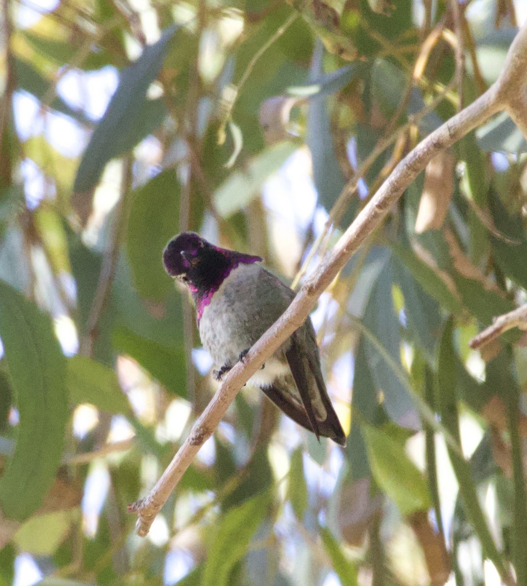 Colibrí de Costa - ML646700868