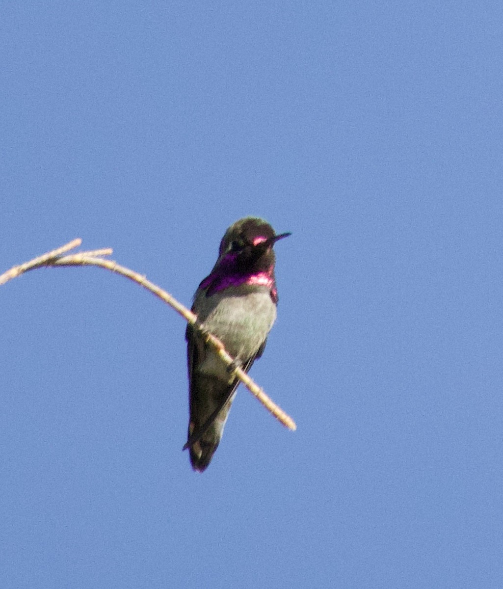 Colibrí de Costa - ML646700869