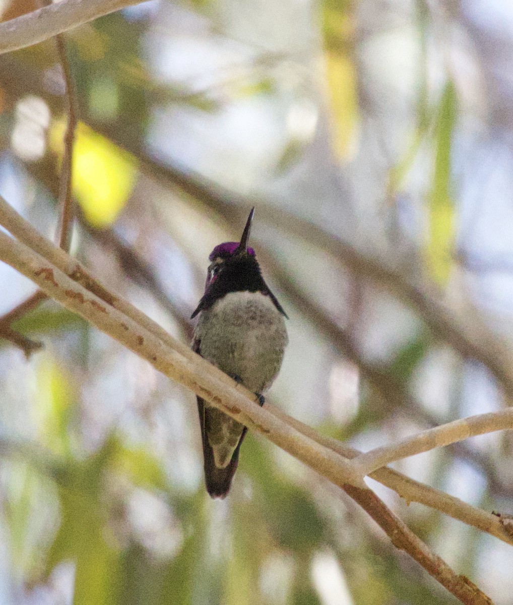 Colibrí de Costa - ML646700870