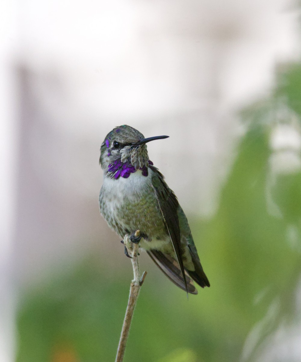 Colibrí de Costa - ML646700871