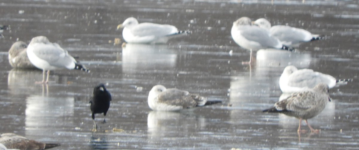 Lesser Black-backed Gull - ML646700872