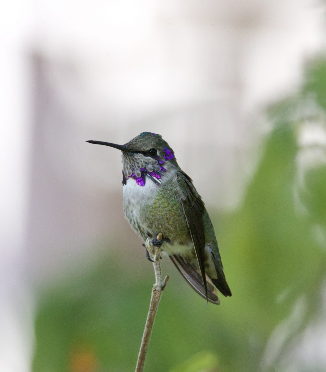 Colibrí de Costa - ML646700873