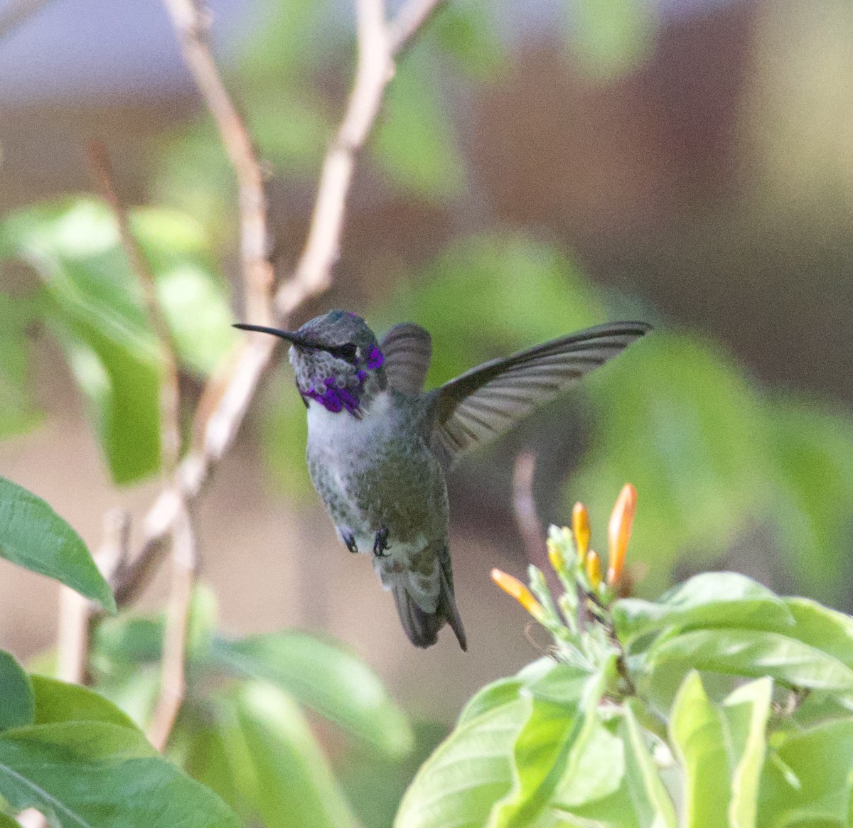 Colibrí de Costa - ML646700874