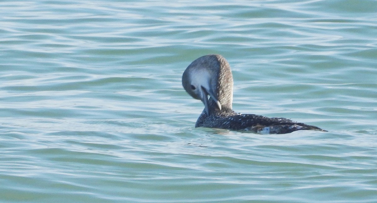 Kızıl Gerdanlı Dalgıç - ML646700875