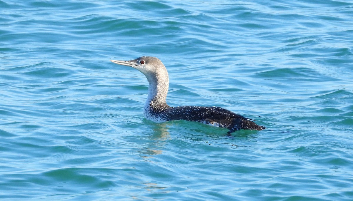 Kızıl Gerdanlı Dalgıç - ML646700877