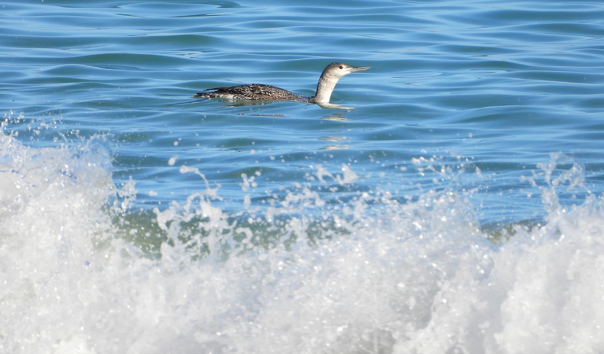 Kızıl Gerdanlı Dalgıç - ML646700878