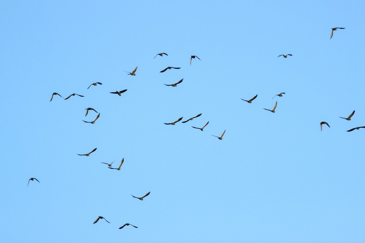 Красноголовая аратинга - ML646700879