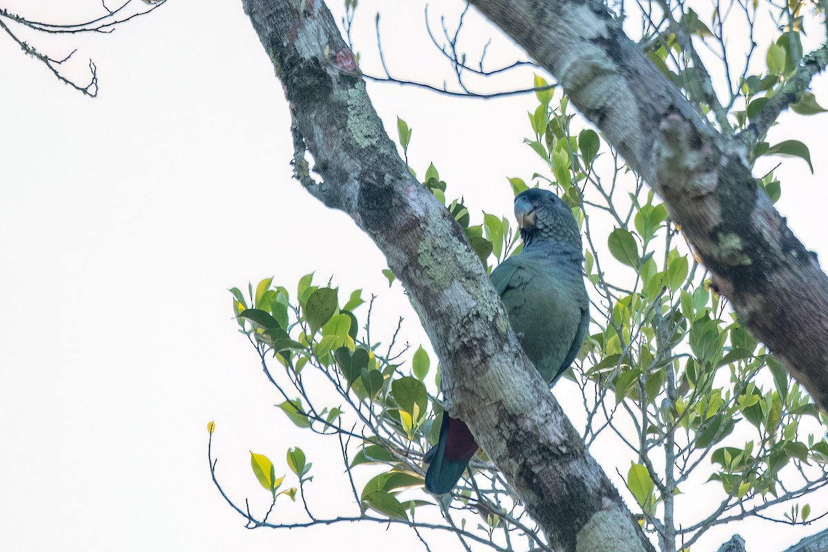 Loro Choclero - ML646700880