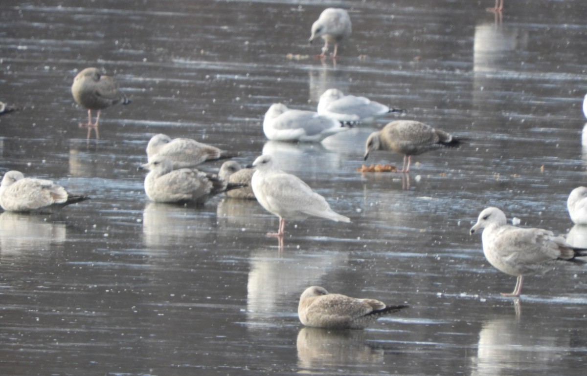 Iceland Gull (kumlieni) - ML646700882