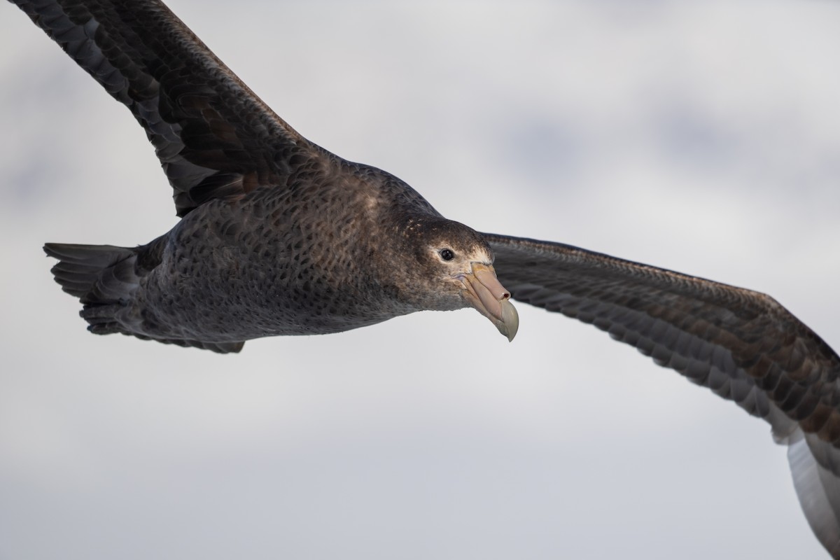 סערון-ענק דרומי - ML646700887