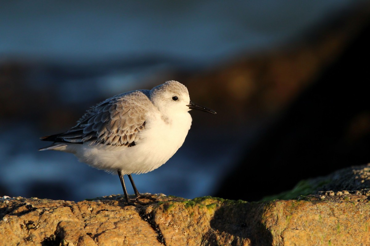 ミユビシギ - ML646700888