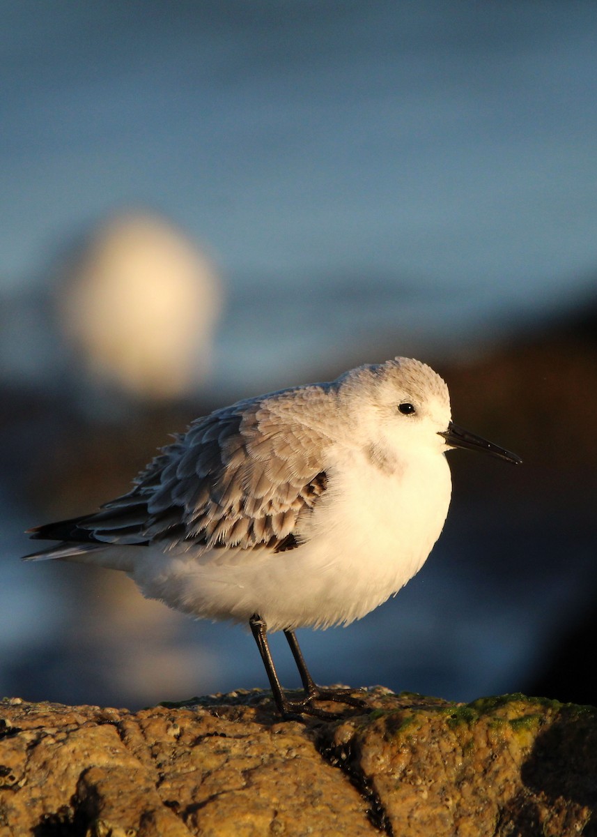 ミユビシギ - ML646700889