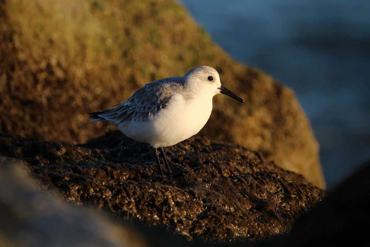 ミユビシギ - ML646700890