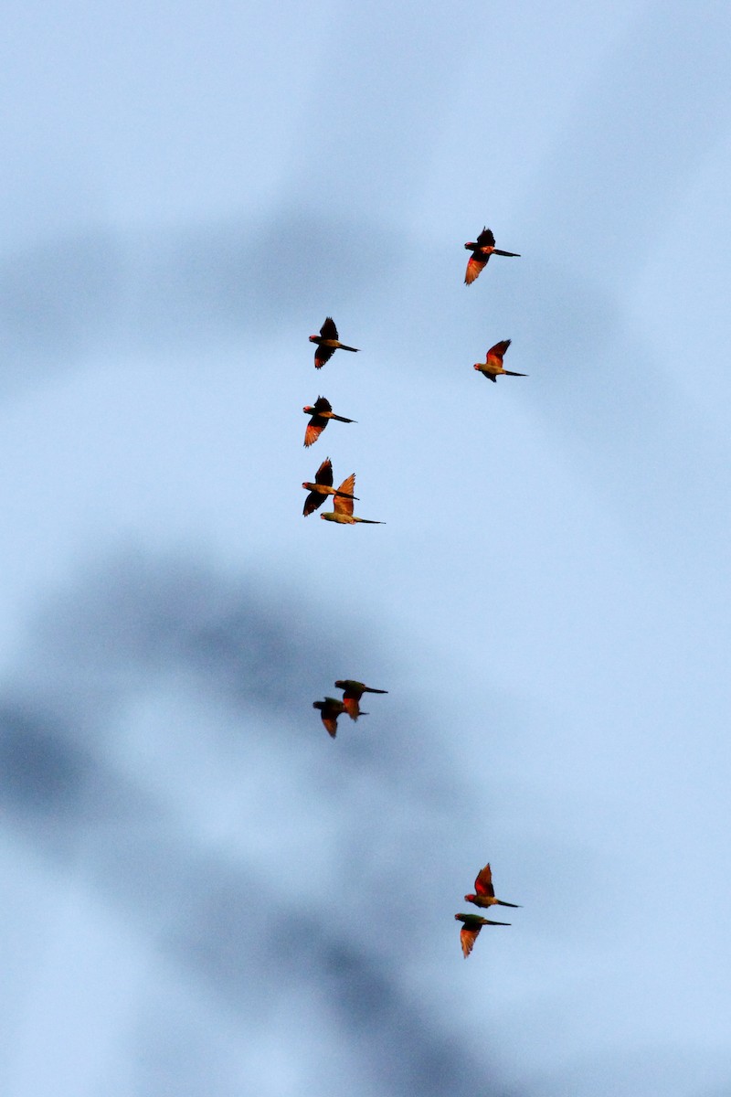 Красноголовая аратинга - ML646700891