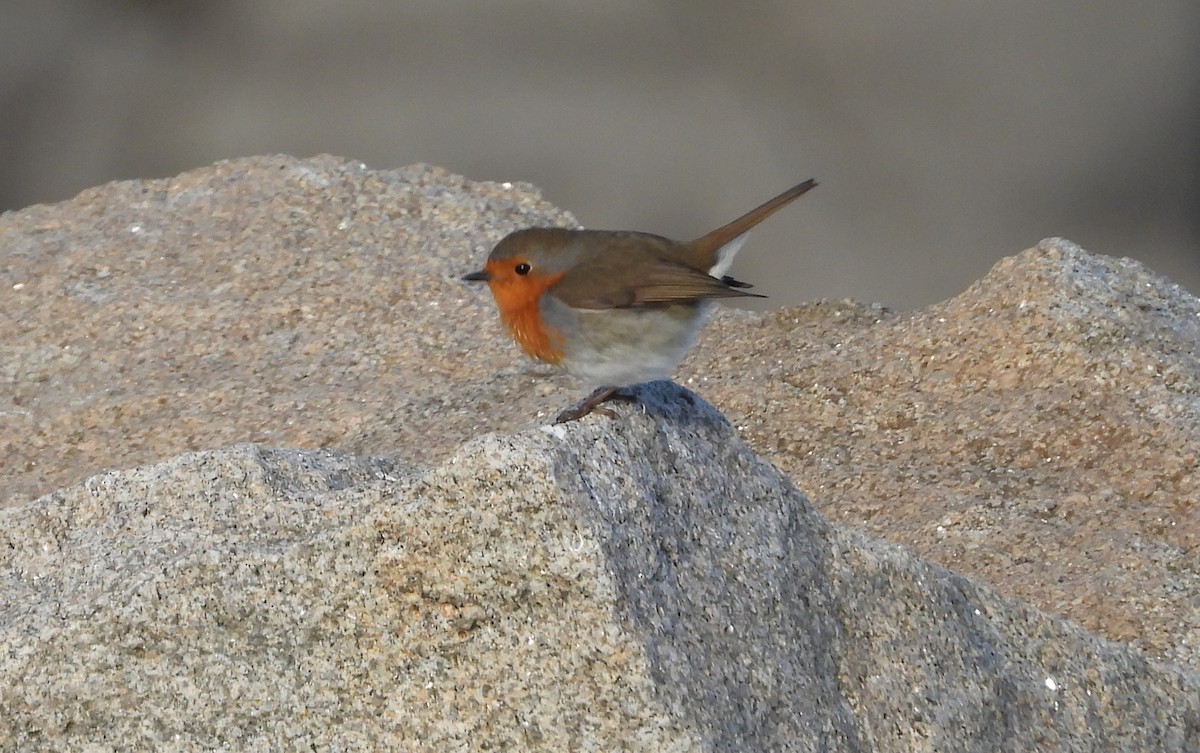 Kızılgerdan - ML646700892