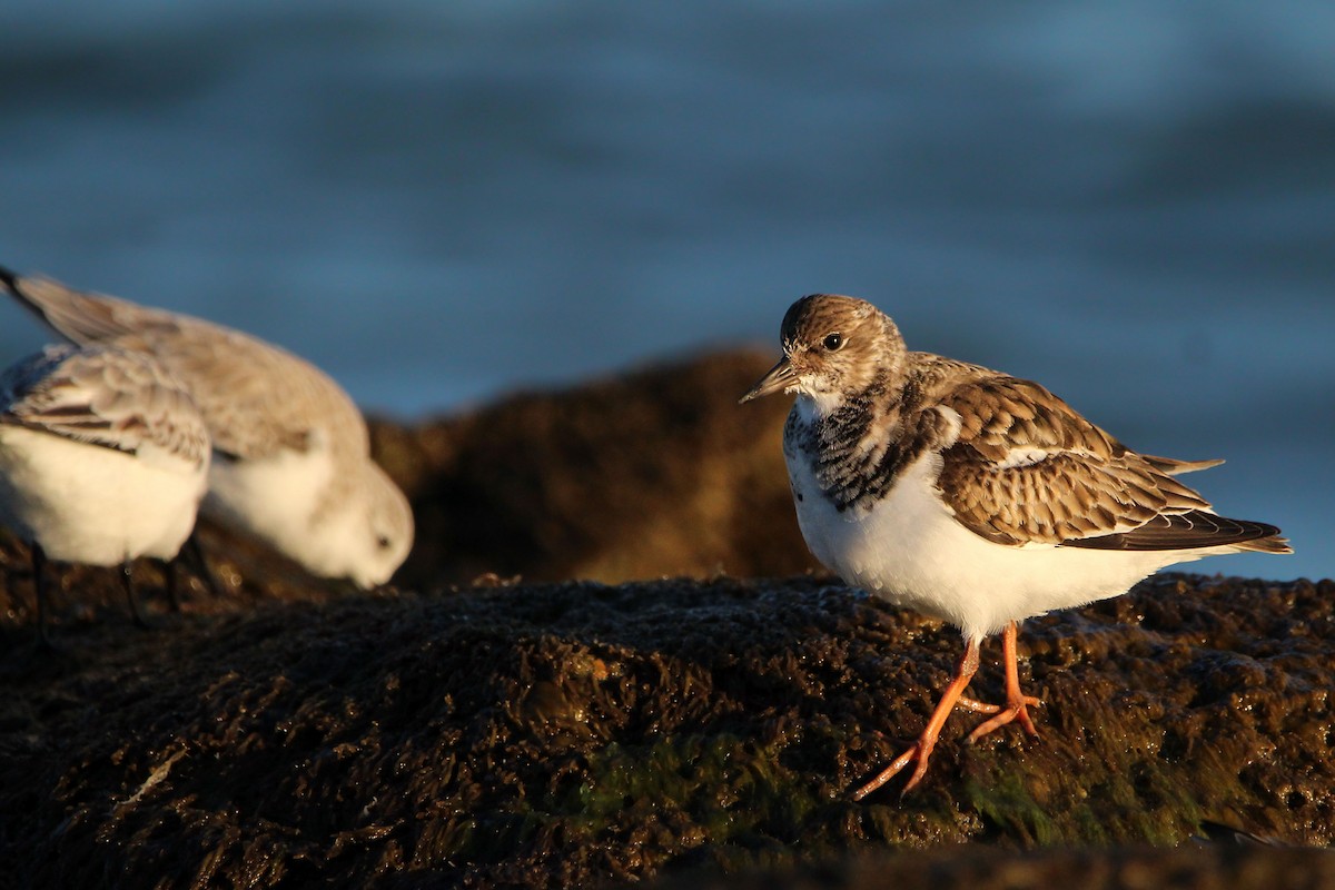 キョウジョシギ - ML646700896