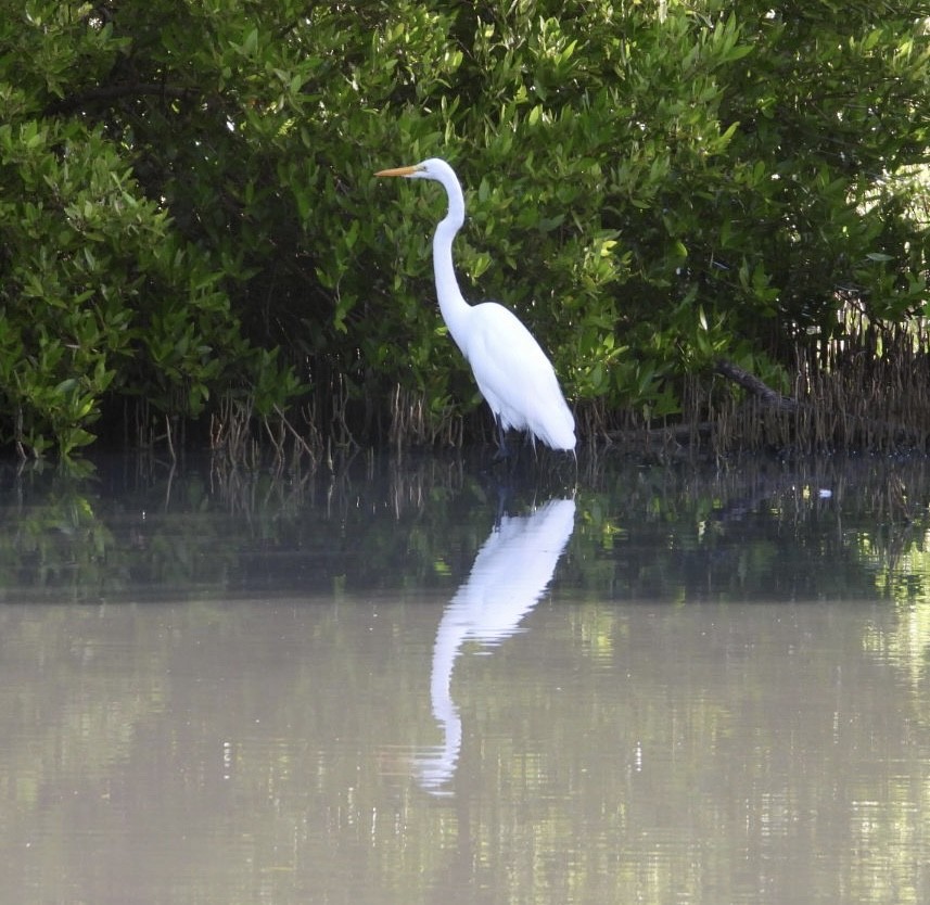 Grande Aigrette - ML646700903