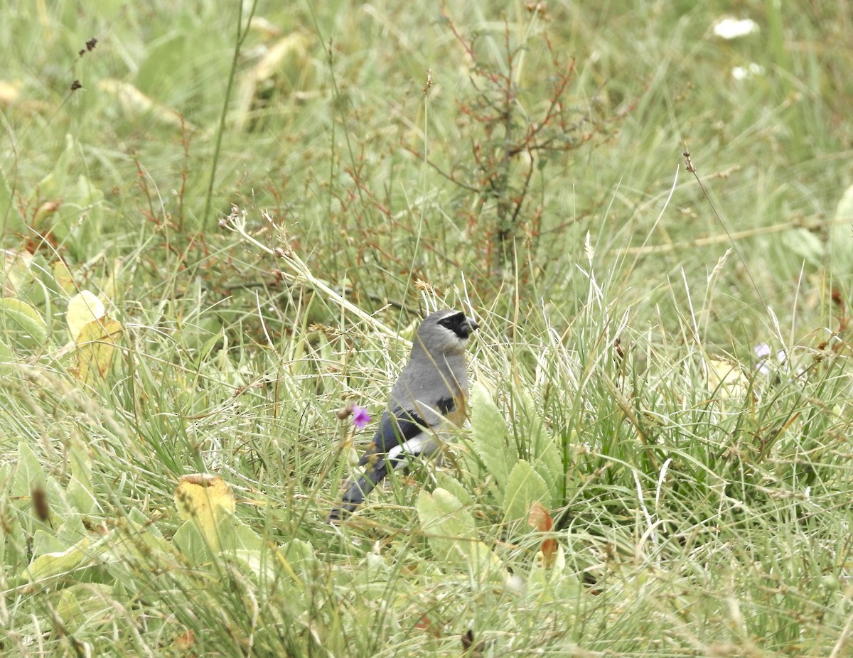 Taiwan Bullfinch - ML646700904