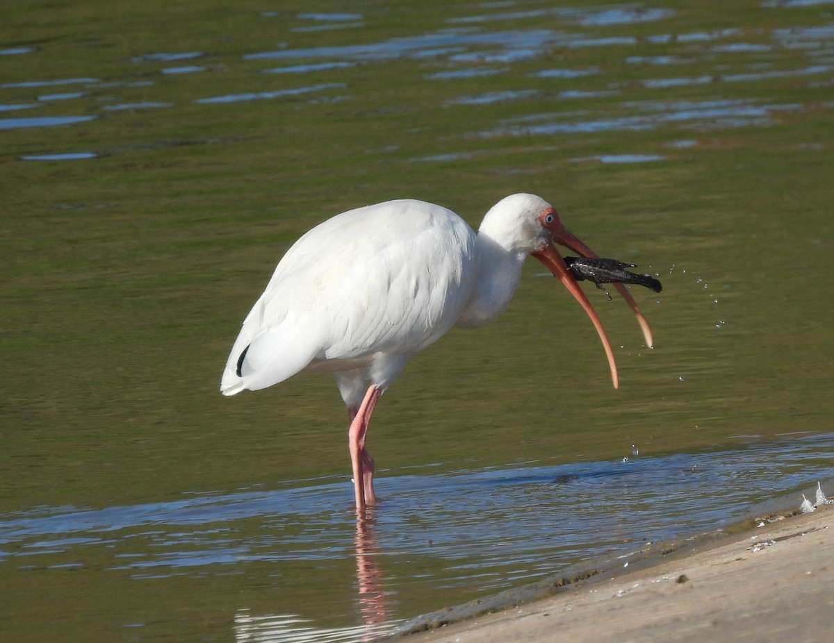 Schneesichler - ML646700905