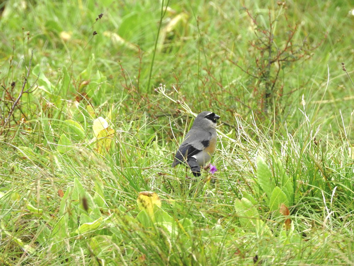 Taiwan Bullfinch - ML646700906