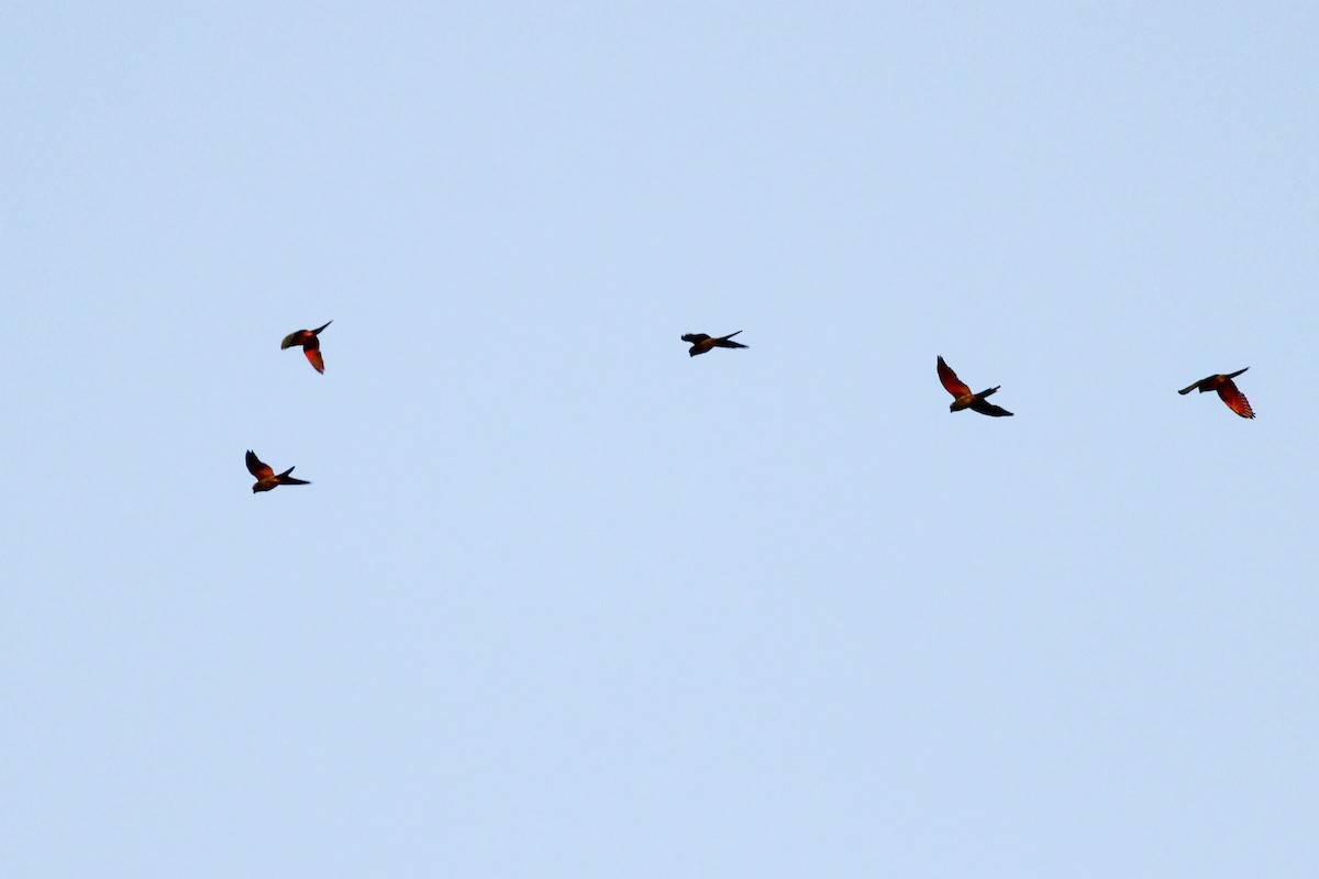 Красноголовая аратинга - ML646700907