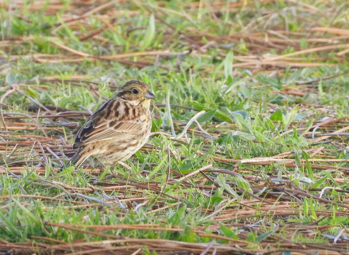 Bahçe Çintesi - ML646700910