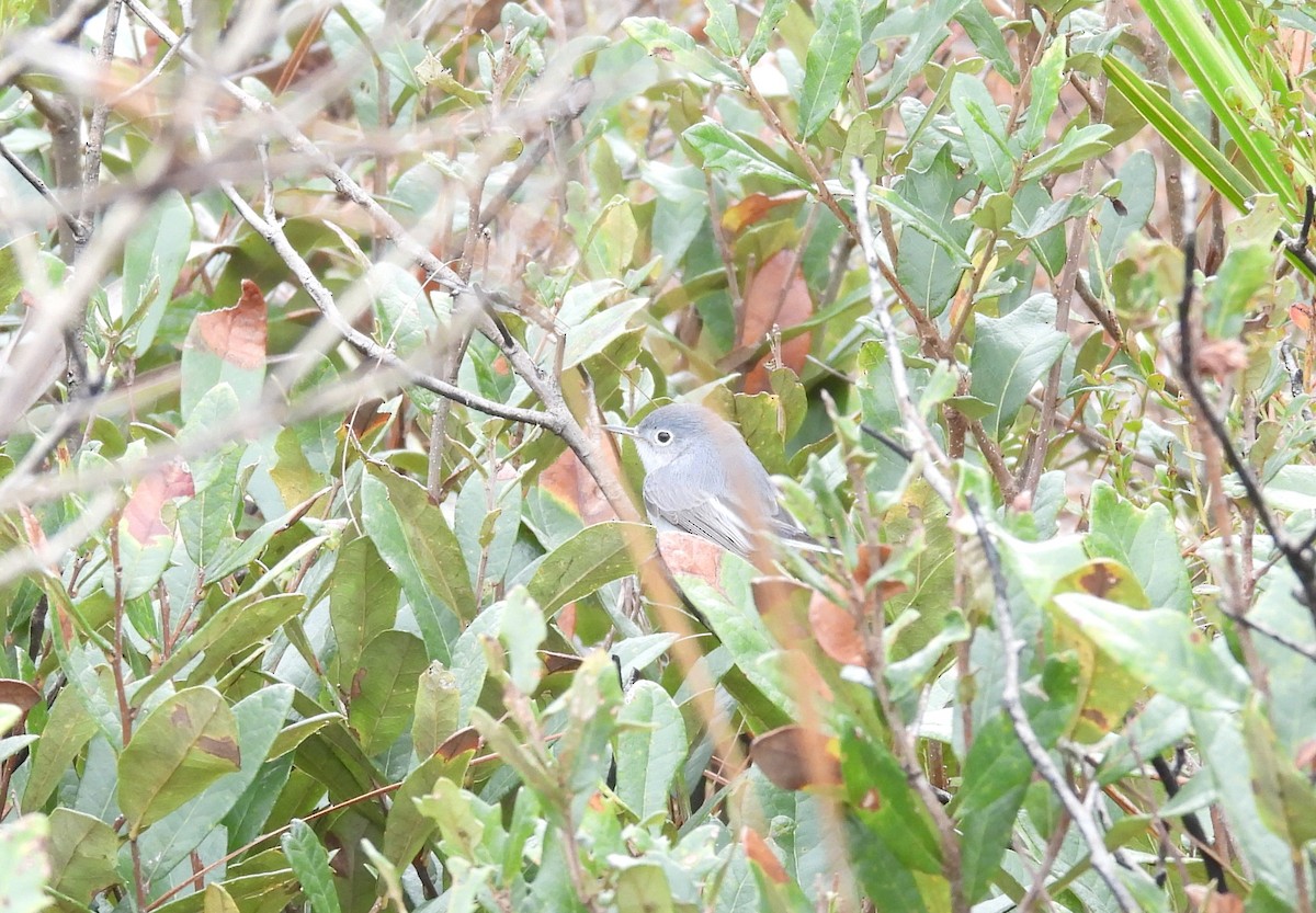 ブユムシクイ - ML646700913