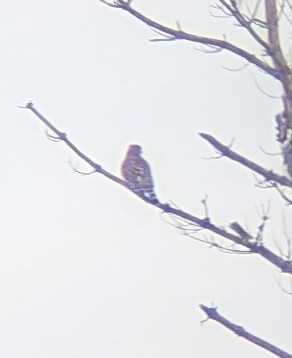 Red-shouldered Hawk - ML646700914
