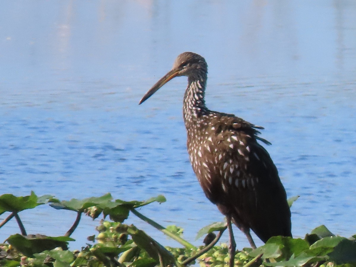 Rallenkranich - ML646700915