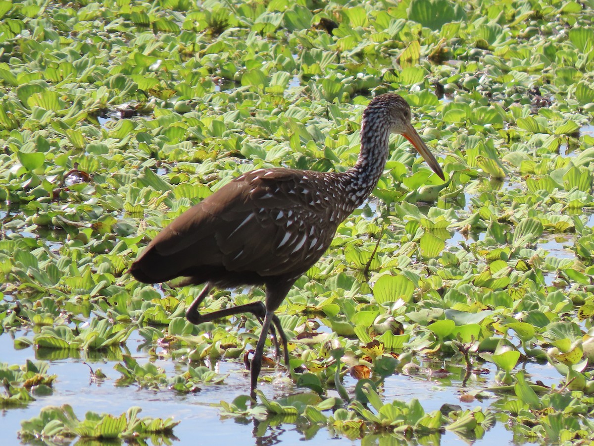 Rallenkranich - ML646700916