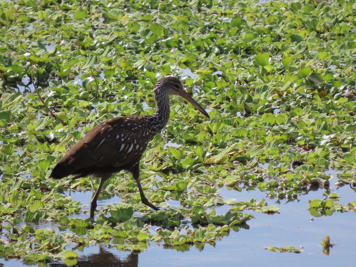 Rallenkranich - ML646700917