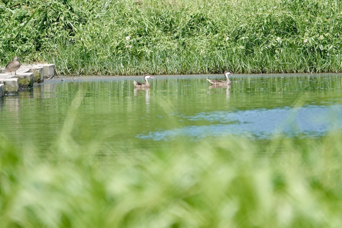 Ánade Gargantillo - ML646700919