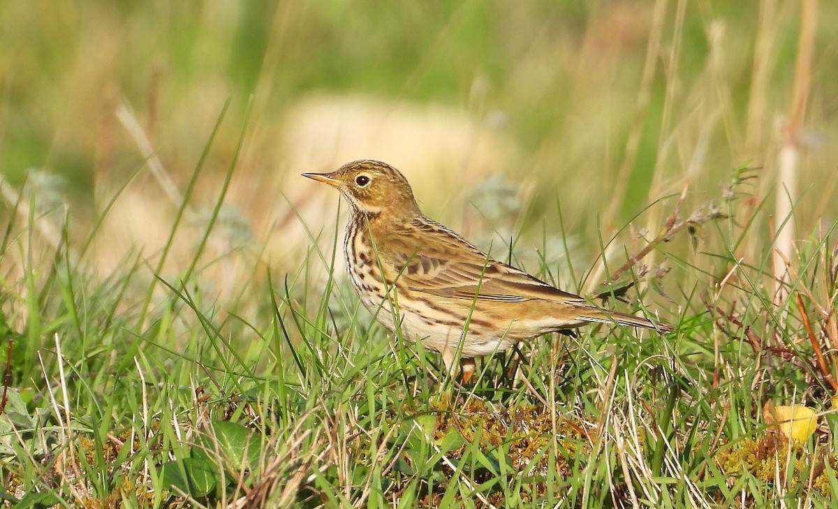 Çayır İncirkuşu - ML646700920