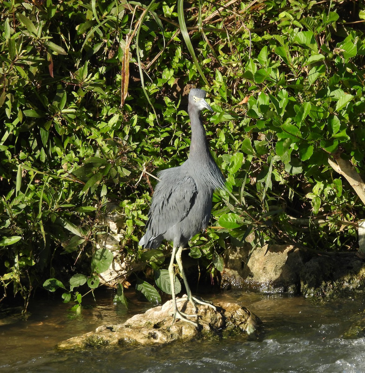 Blaureiher - ML646700922