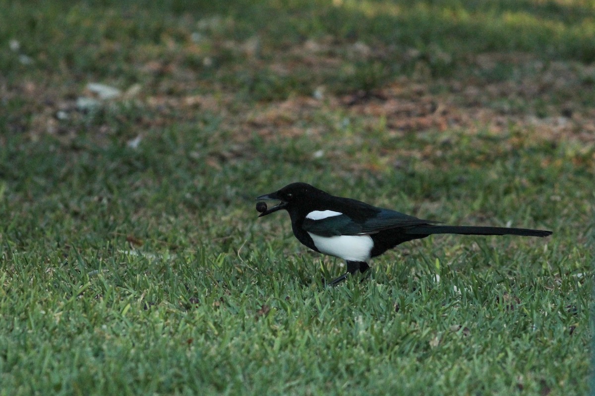 Сорока - ML646700923