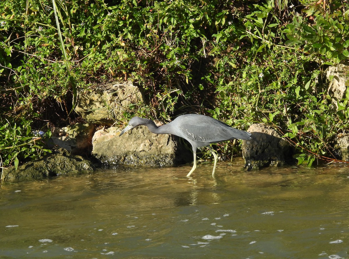 Blaureiher - ML646700930