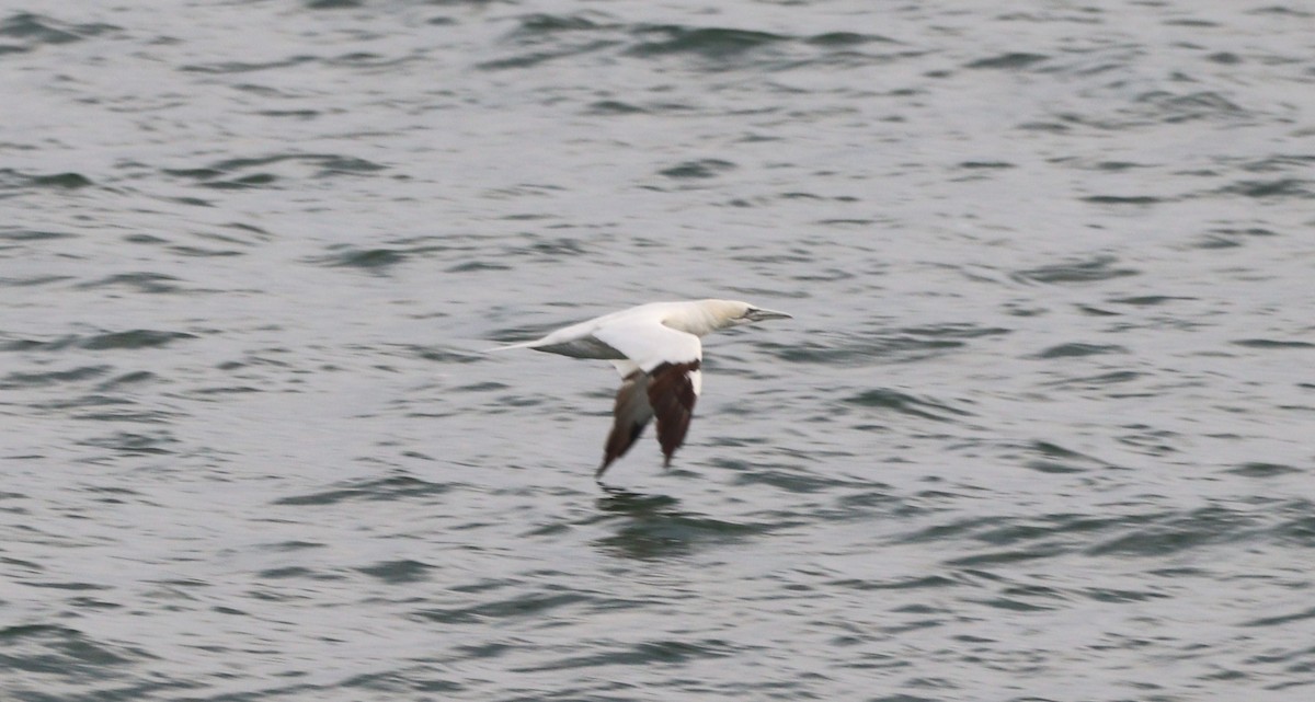 Северная олуша - ML646700931