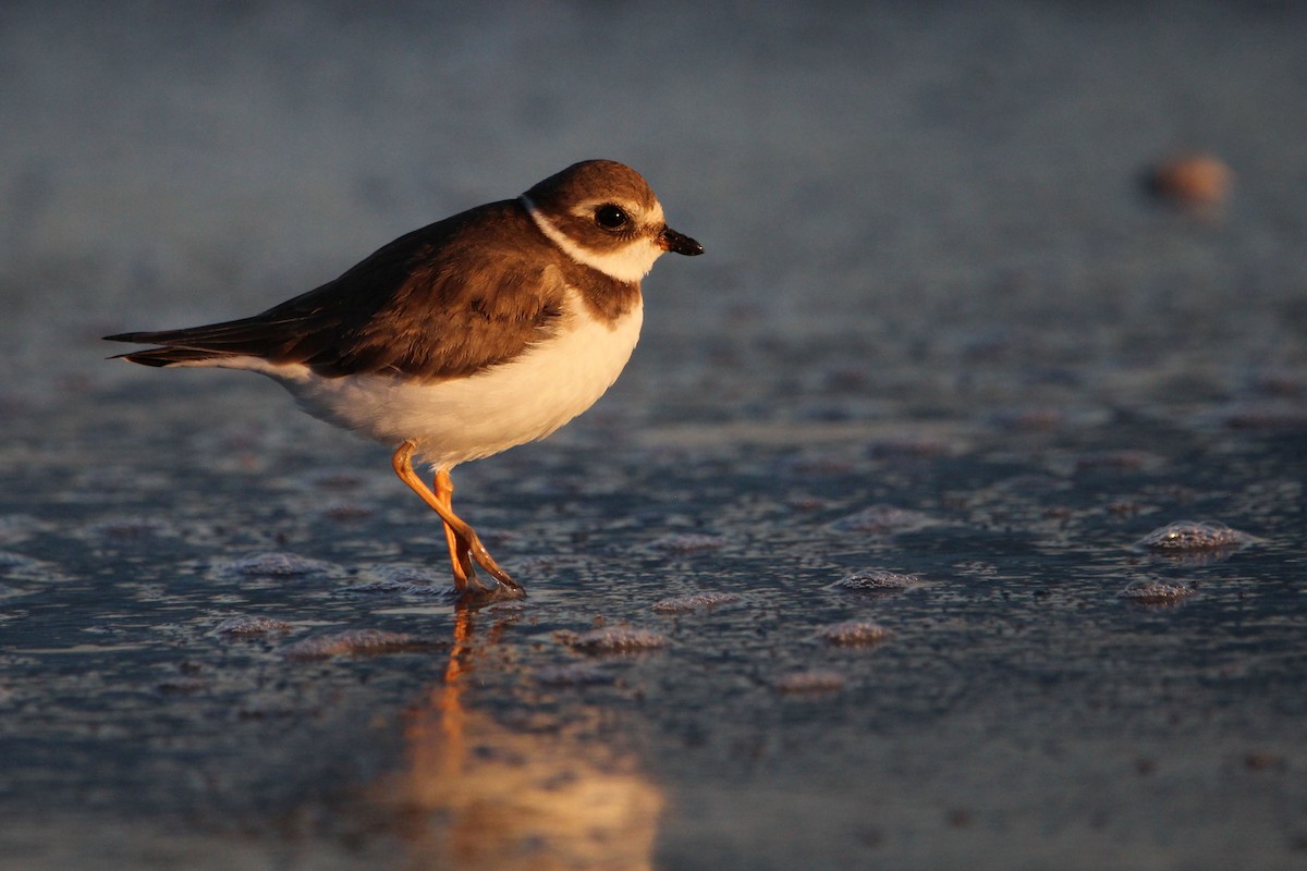 Semipalmated Plover - ML646700933