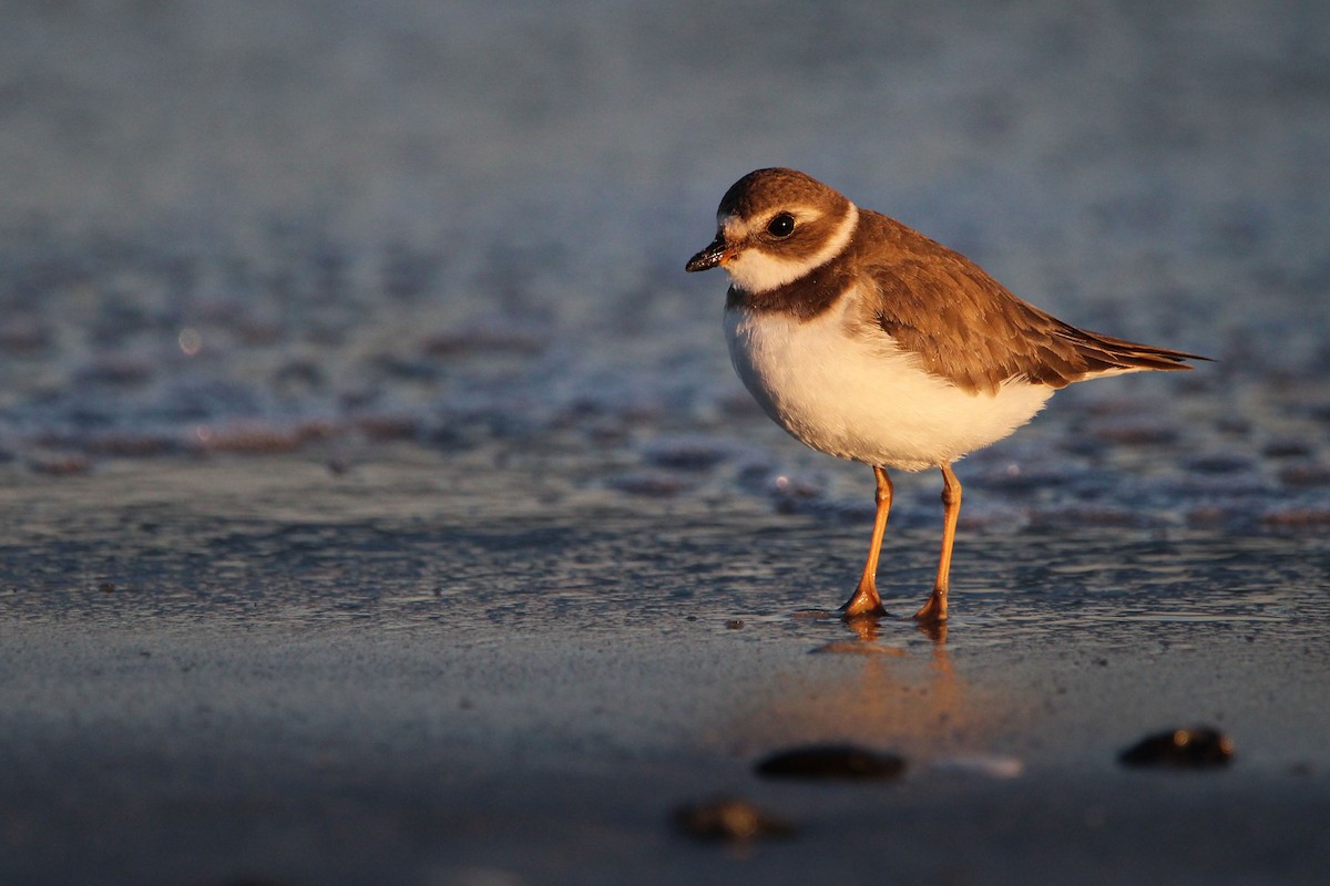 Semipalmated Plover - ML646700934